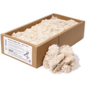 Mușchi de Ren Decorativ de Calitate - Vibrații Naturale - Cutie 635g