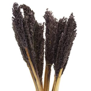Mănunchi de Iarbă de Sorg Bicolor- Negru