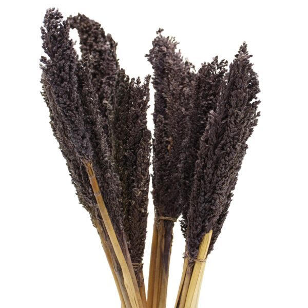 Mănunchi de Iarbă de Sorg Bicolor- Negru