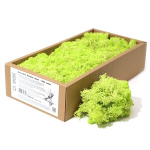 Mușchi de Ren Decorativ de Calitate - Verde Mentă - Cutie 635g