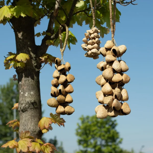 Shaker Natural din Scoici și Semințe Pangi Mari (50 Scoici)