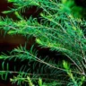 Puterea Vindecătoare a Uleiului de Tea Tree (Melaleuca) - ulei tee tree Puterea Vindecătoare a Uleiului de Tea Tree (Melaleuca)