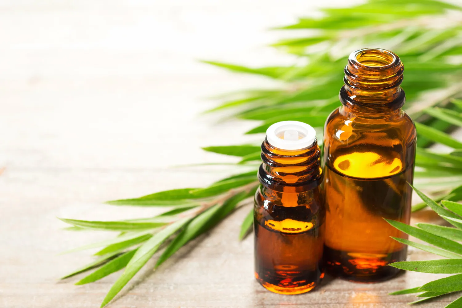 Puterea Vindecătoare a Uleiului de Tea Tree (Melaleuca)